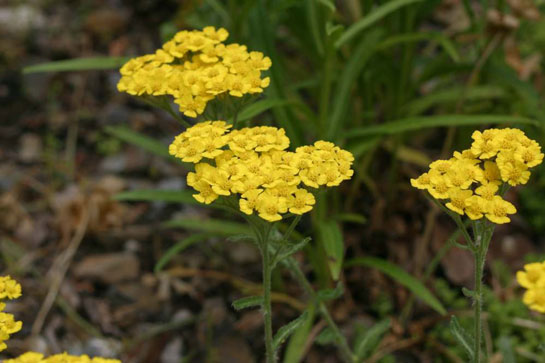 Civan Perçemi Kullanımı