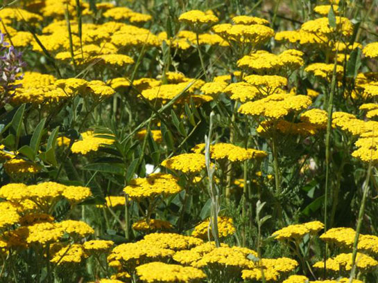 Civan Perçemi Nedir?